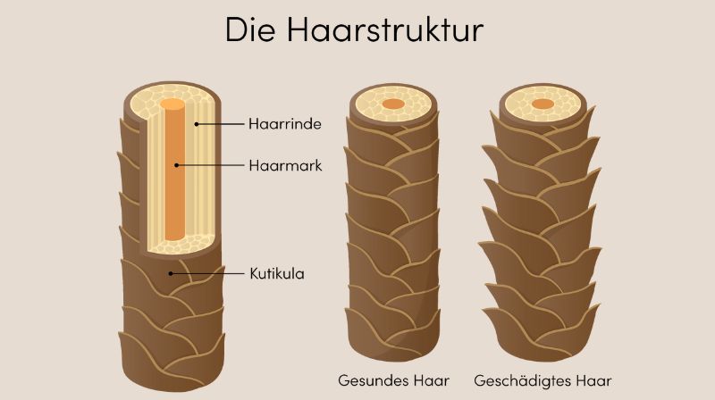 Die Haarstruktur