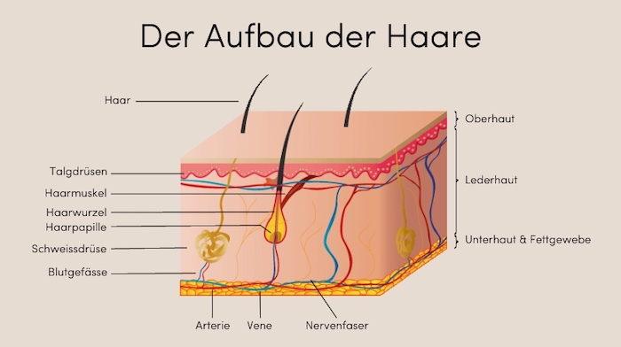 Der Aufbau der Haare